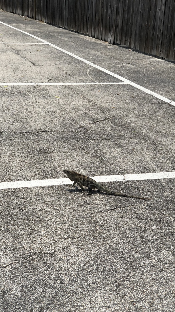 沥青, 性质, 运动场地, 木, 汽车轮胎 壁纸 720x1280 允许