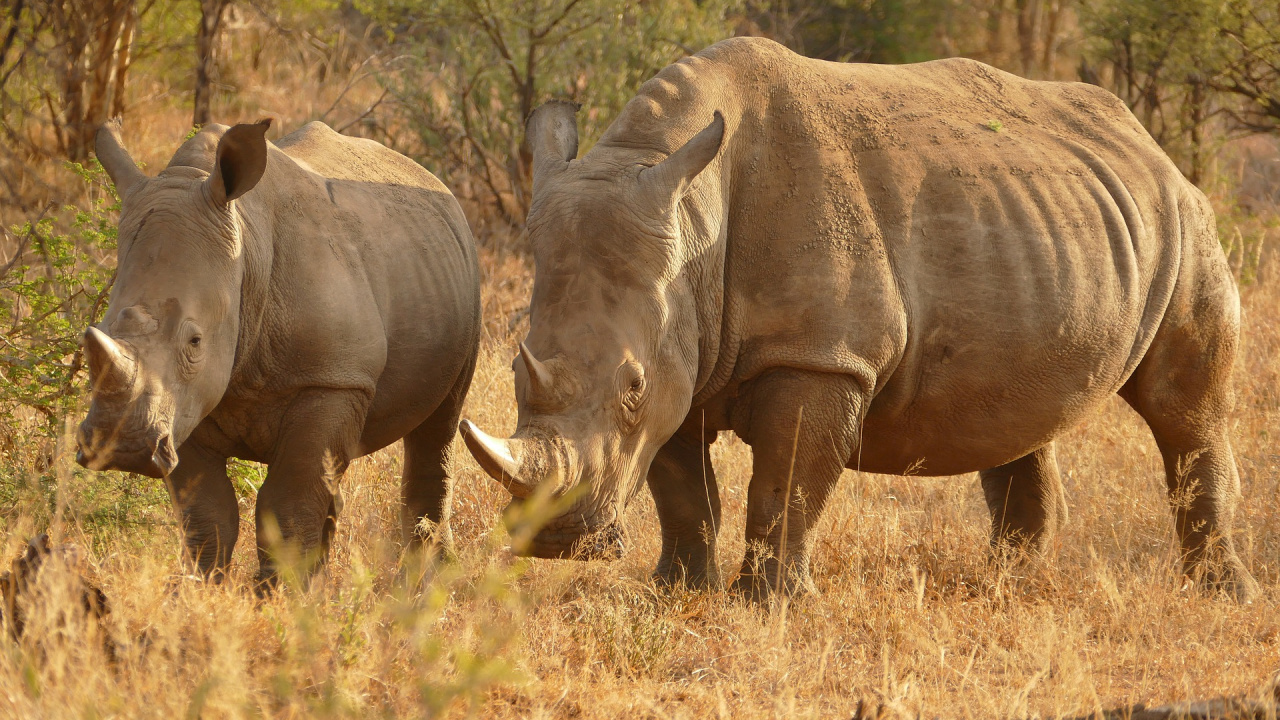 Brown Rhinoceros on Brown Grass Field During Daytime. Wallpaper in 1280x720 Resolution