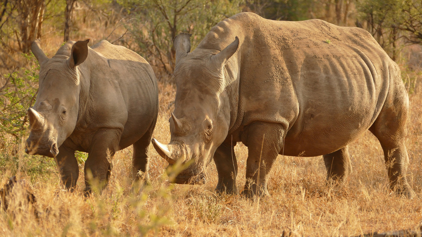 Brown Rhinoceros on Brown Grass Field During Daytime. Wallpaper in 1366x768 Resolution