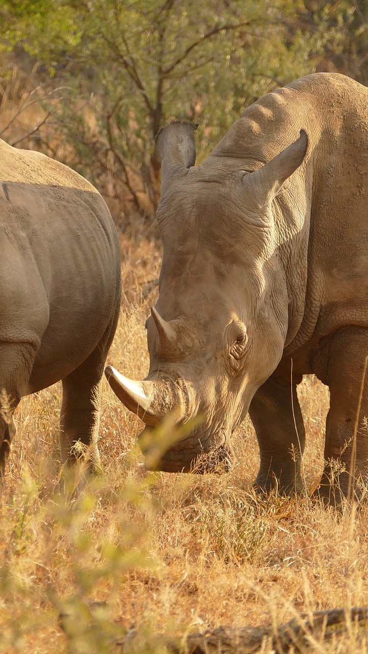 Brown Rhinoceros on Brown Grass Field During Daytime. Wallpaper in 720x1280 Resolution