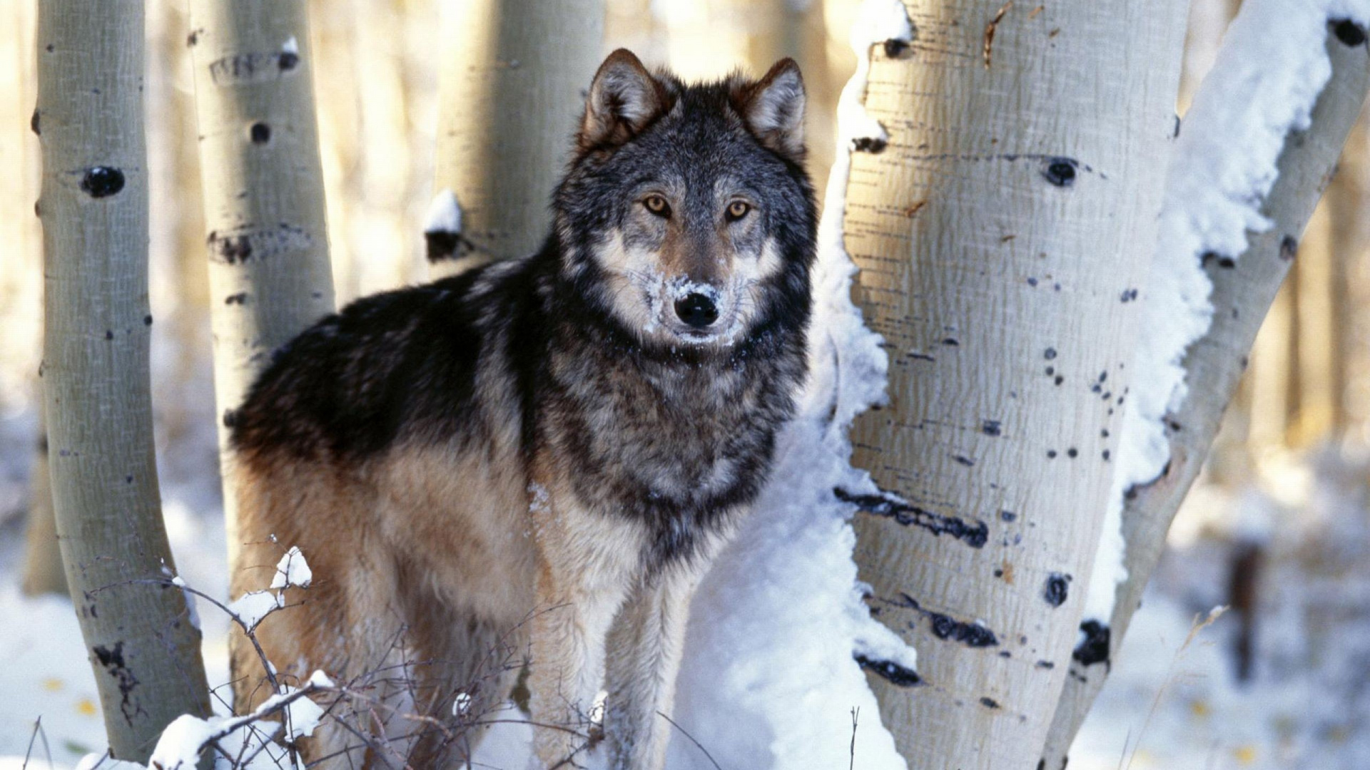 野生动物, 那只狼狗, 树木, 动植物, 土狼 壁纸 1920x1080 允许