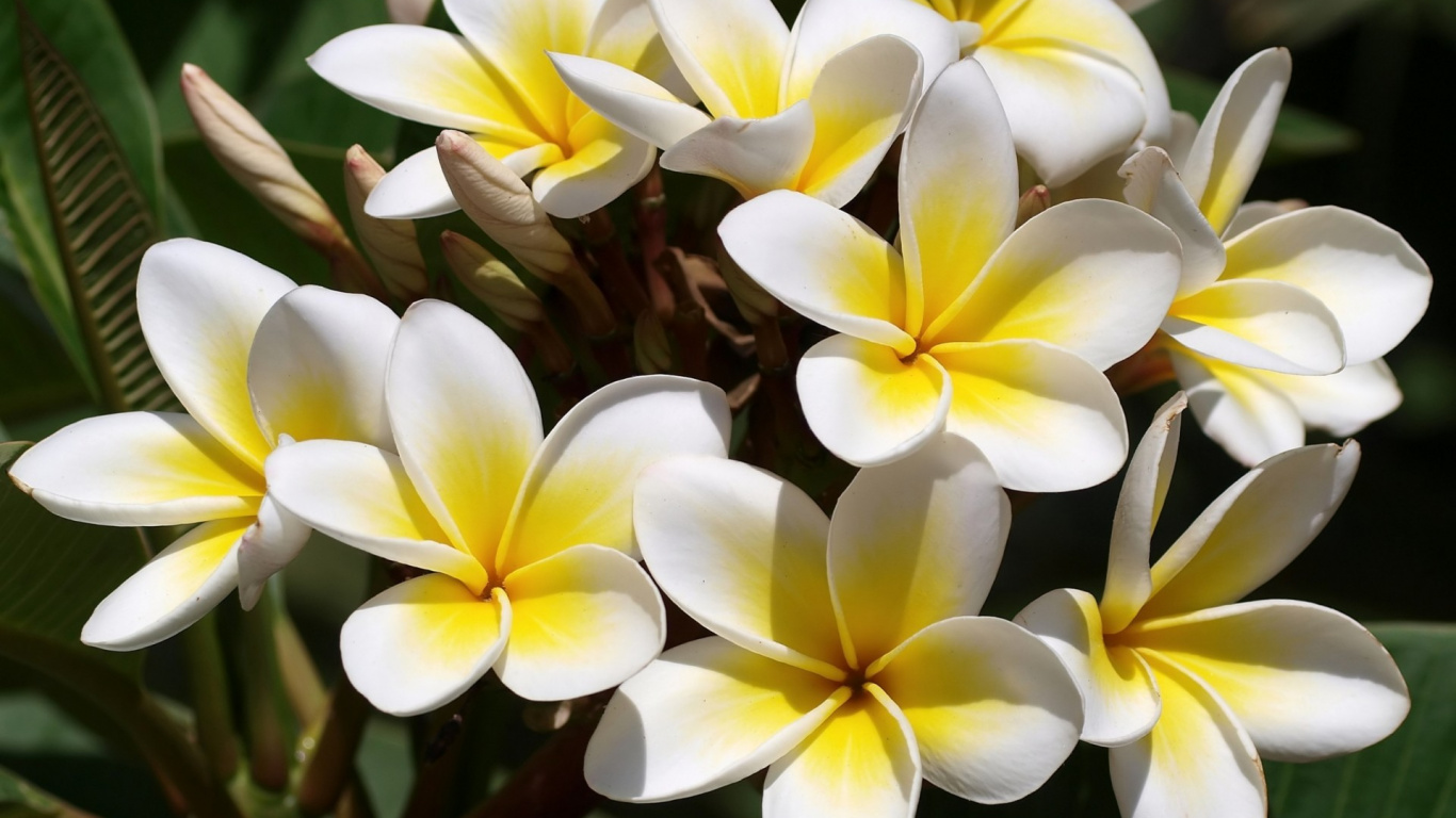 Flores Blancas y Amarillas en Fotografía de Cerca. Wallpaper in 1366x768 Resolution