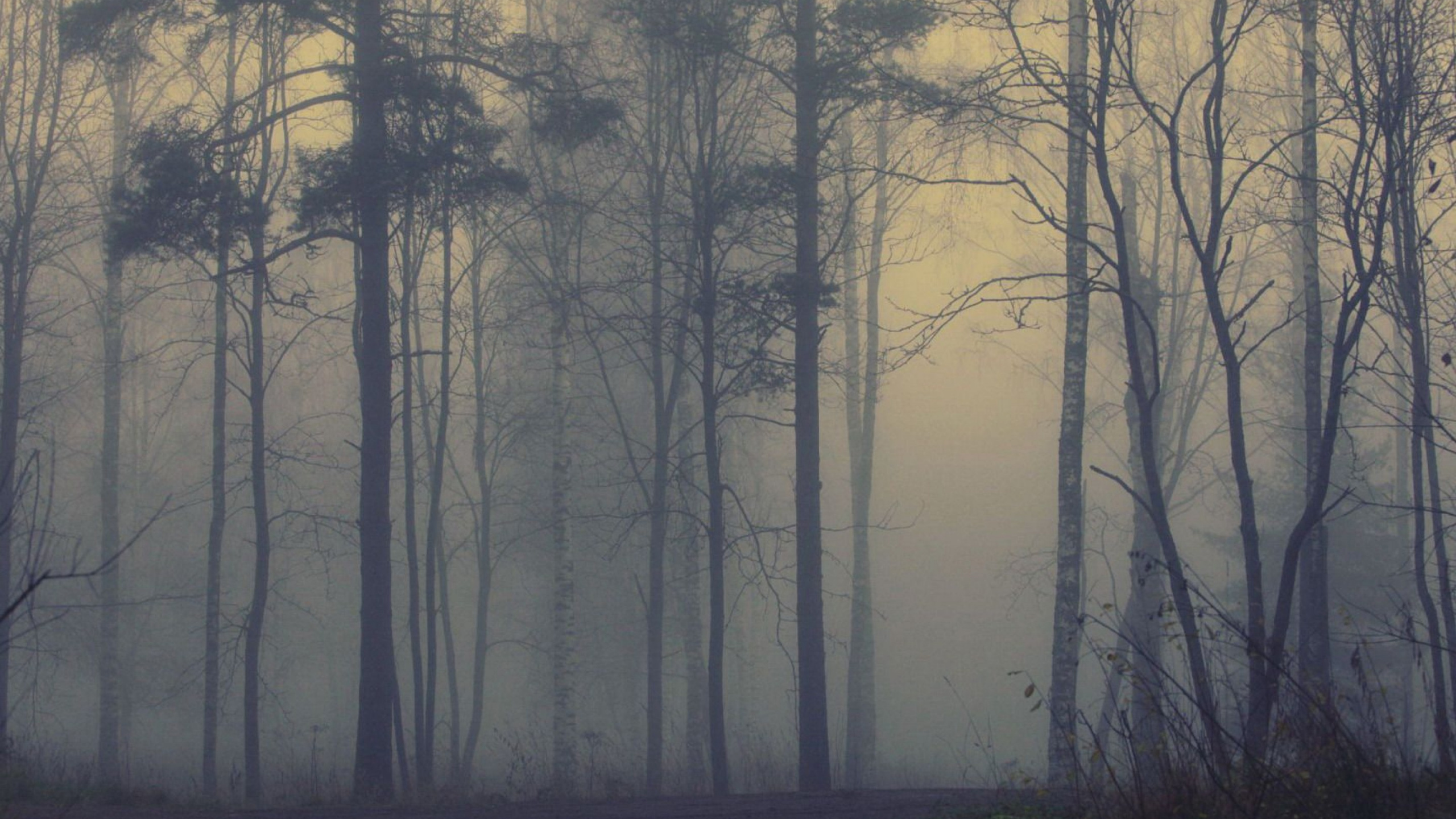 Leafless Trees on Green Grass Field. Wallpaper in 2560x1440 Resolution