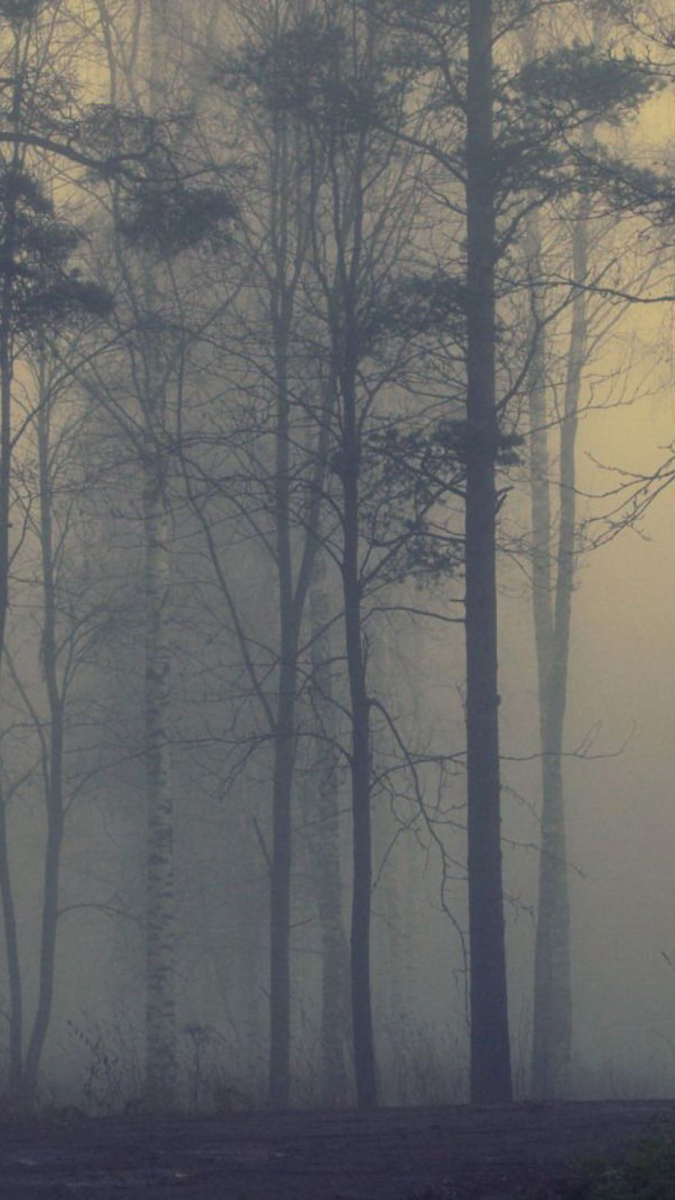 Arbres Sans Feuilles Sur Terrain D'herbe Verte. Wallpaper in 750x1334 Resolution