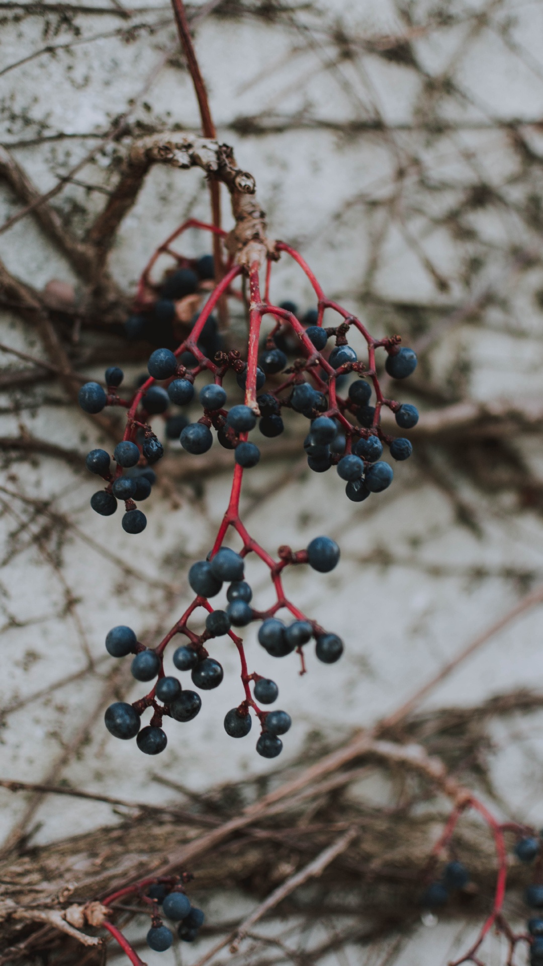 Fruits, Plantes Ligneuses, Rameau, Aliment, la Floraison de la Plante. Wallpaper in 1080x1920 Resolution