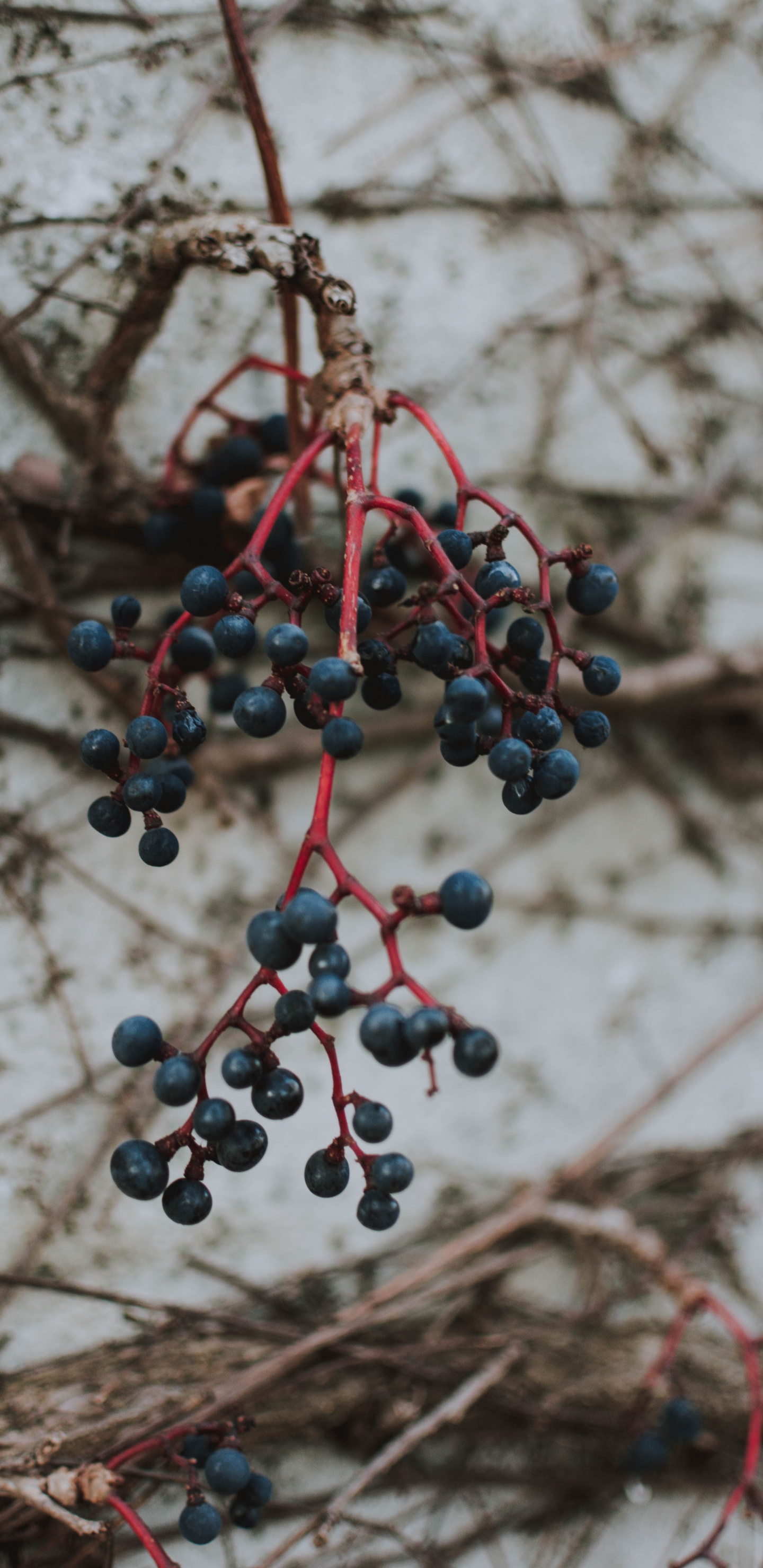 Fruits, Plantes Ligneuses, Rameau, Aliment, la Floraison de la Plante. Wallpaper in 1440x2960 Resolution