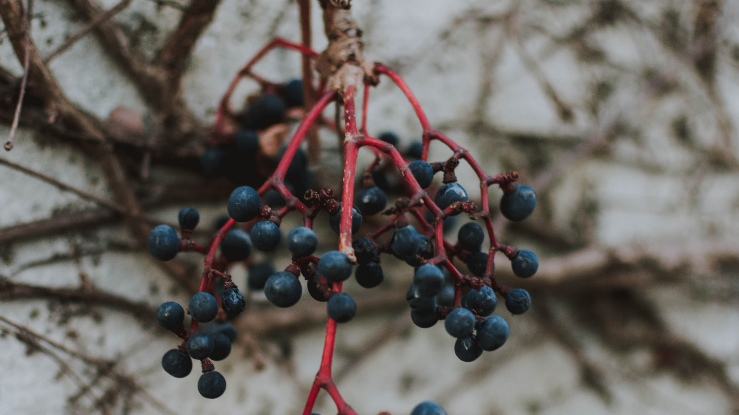 Fruits, Plantes Ligneuses, Rameau, Aliment, la Floraison de la Plante. Wallpaper in 2560x1440 Resolution