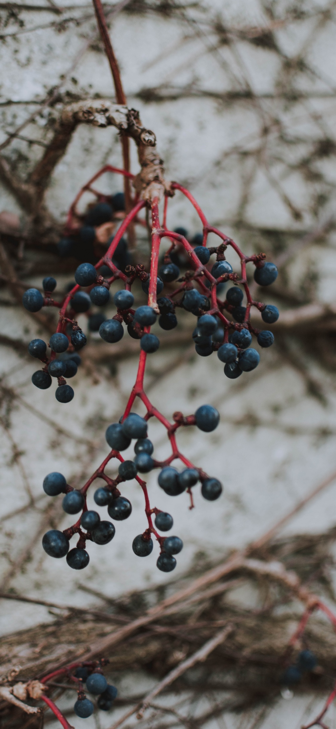 Berry, Fruit, Plant, Chokeberry, Flower. Wallpaper in 1125x2436 Resolution