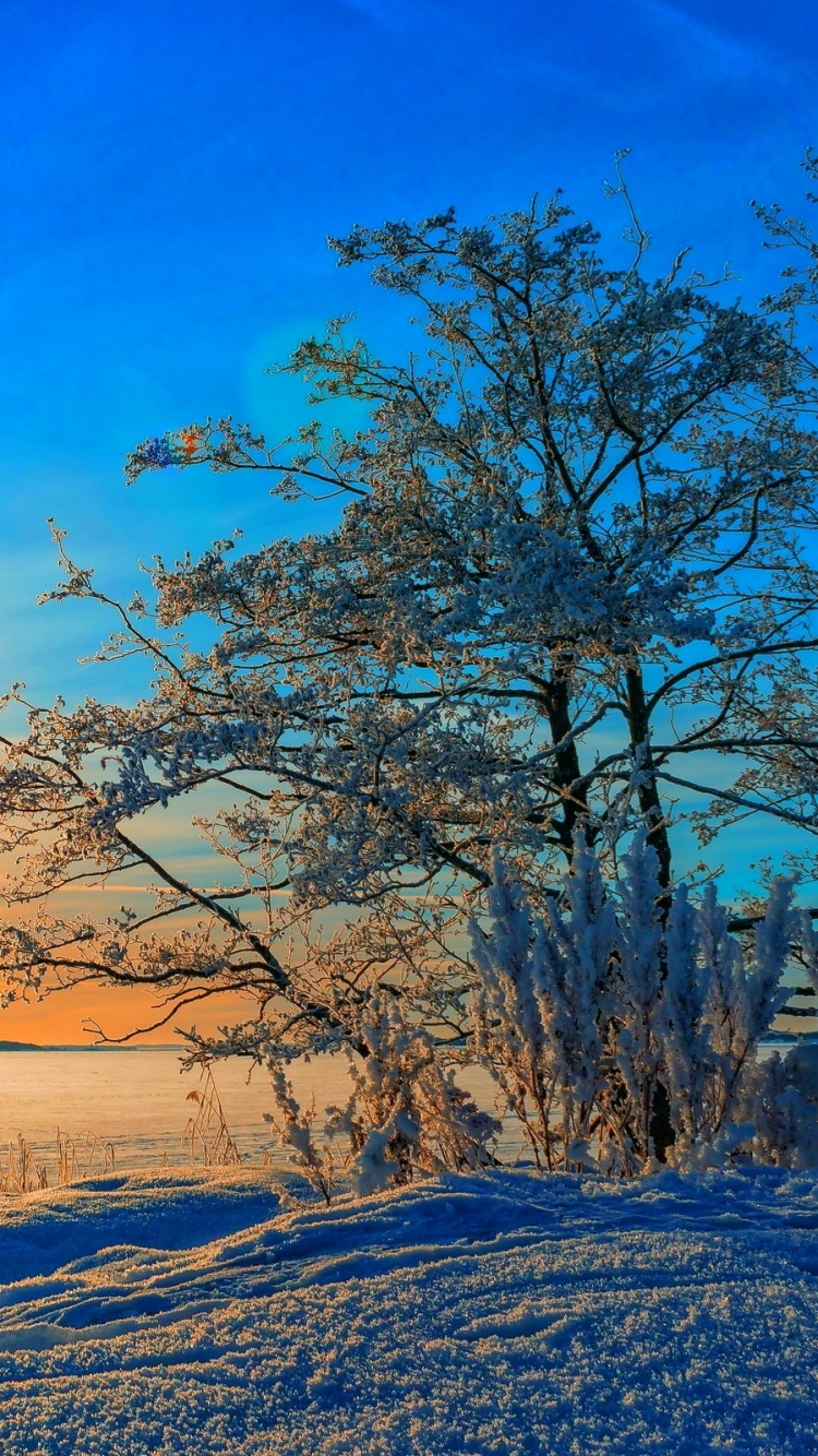 Leafless Tree on Snow Covered Ground During Daytime. Wallpaper in 750x1334 Resolution