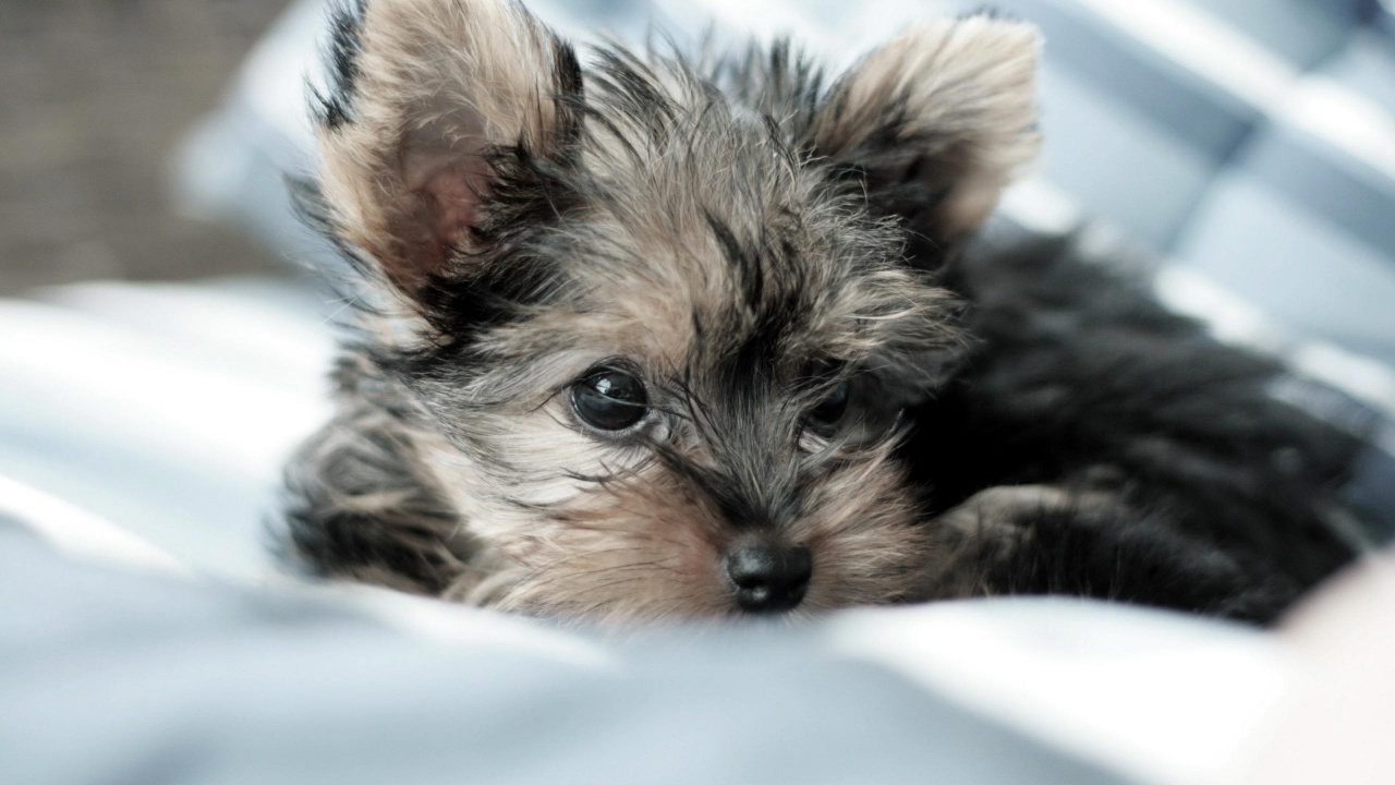 Black and Tan Yorkshire Terrier Puppy Lying on White Textile. Wallpaper in 1280x720 Resolution