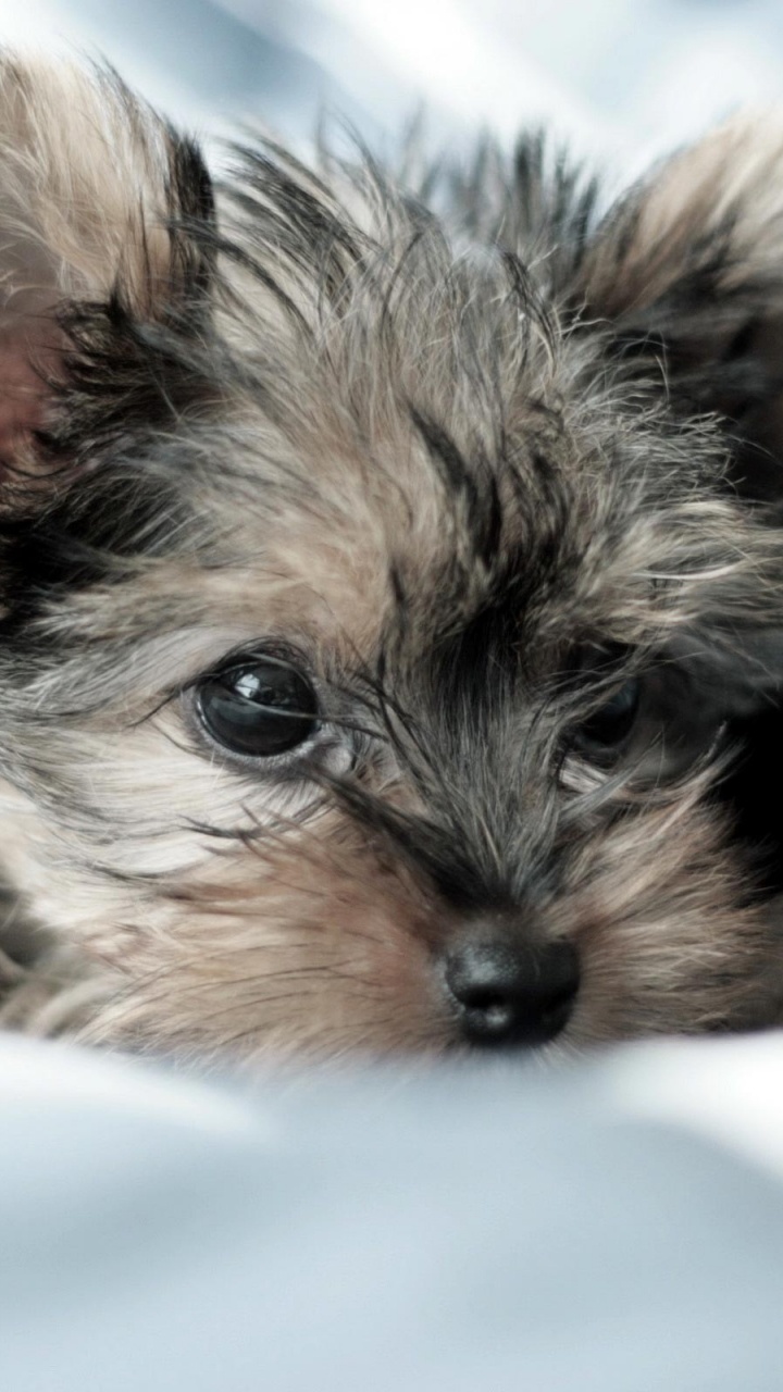 Black and Tan Yorkshire Terrier Puppy Lying on White Textile. Wallpaper in 720x1280 Resolution