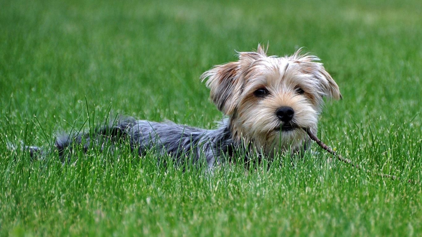 Cachorro Yorkshire Terrier Negro y Fuego Corriendo Sobre el Campo de Hierba Verde Durante el Día. Wallpaper in 1366x768 Resolution
