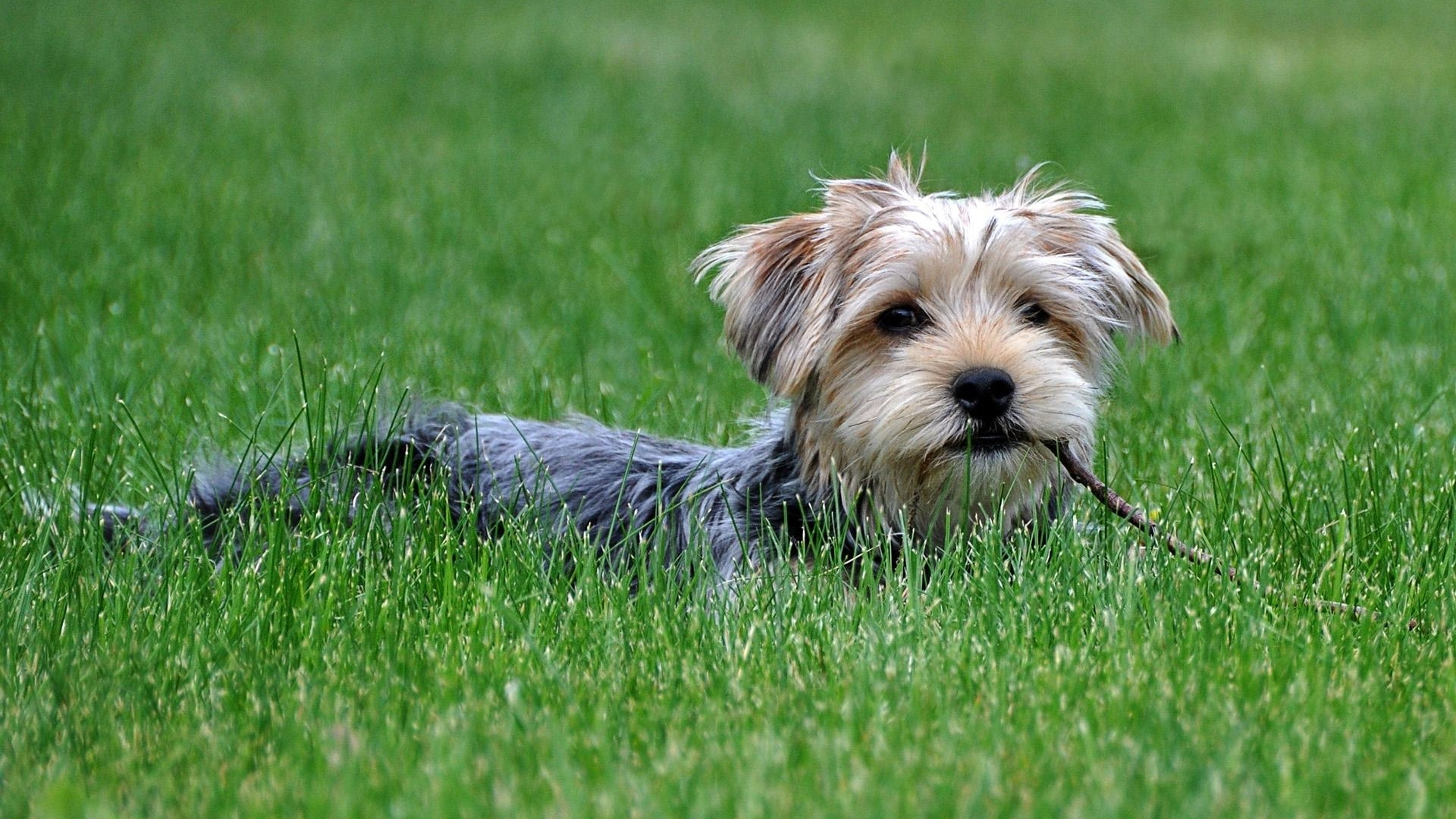 Cachorro Yorkshire Terrier Negro y Fuego Corriendo Sobre el Campo de Hierba Verde Durante el Día. Wallpaper in 1920x1080 Resolution