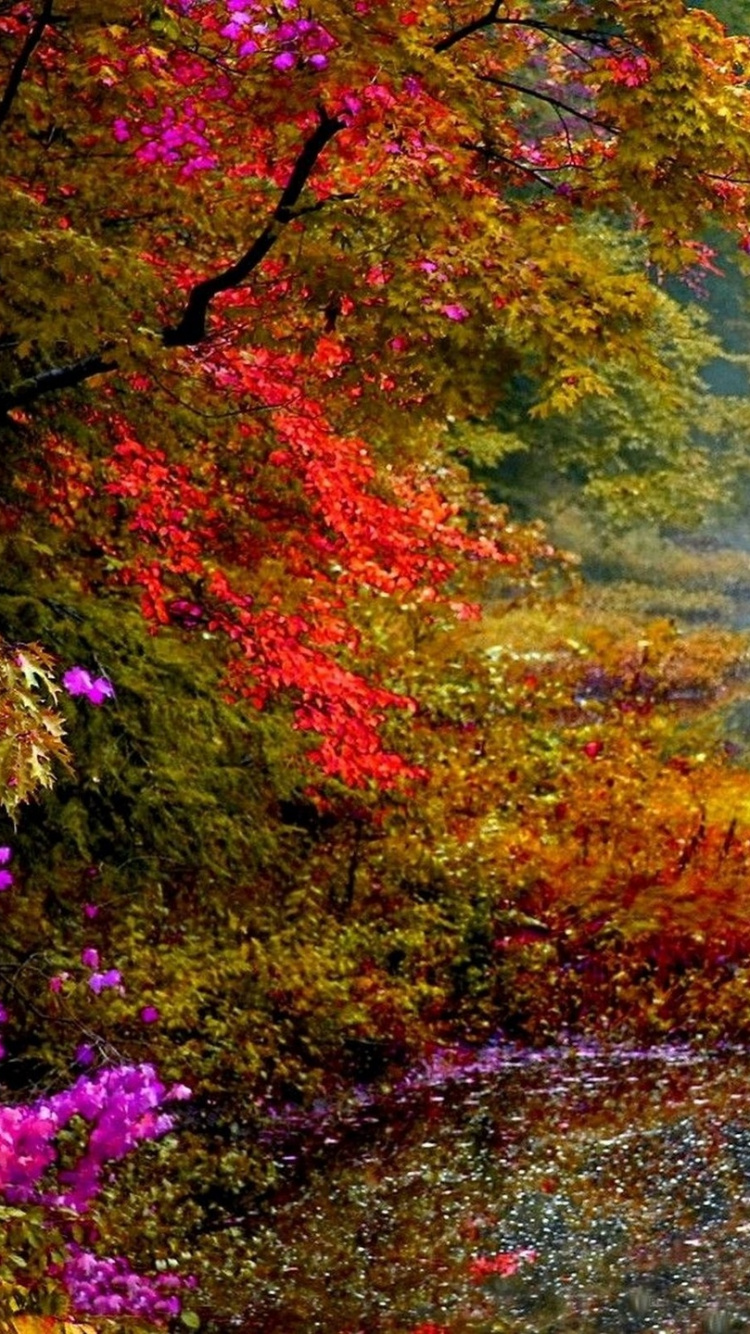 Nature, Feuille, Réflexion, Eau, Feuilles Caduques. Wallpaper in 750x1334 Resolution