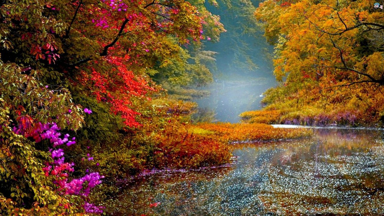 Nature, Leaf, Reflection, Autumn, Water. Wallpaper in 1280x720 Resolution