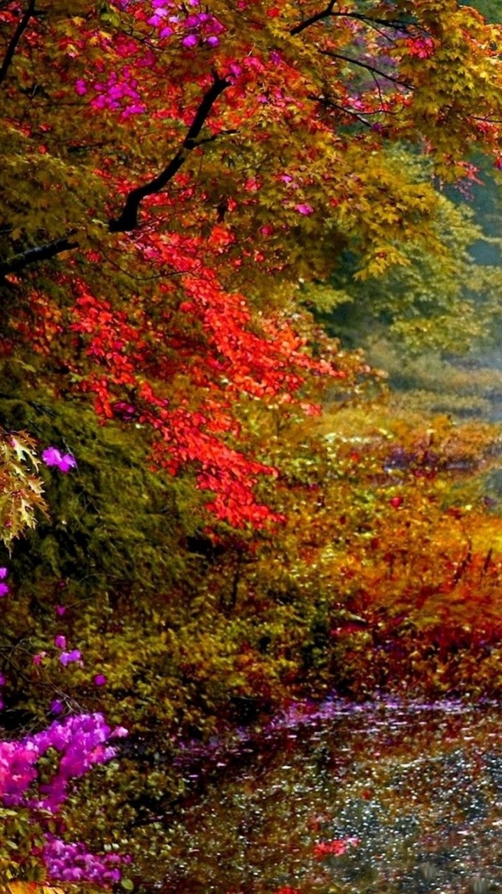 Nature, Leaf, Reflection, Autumn, Water. Wallpaper in 720x1280 Resolution