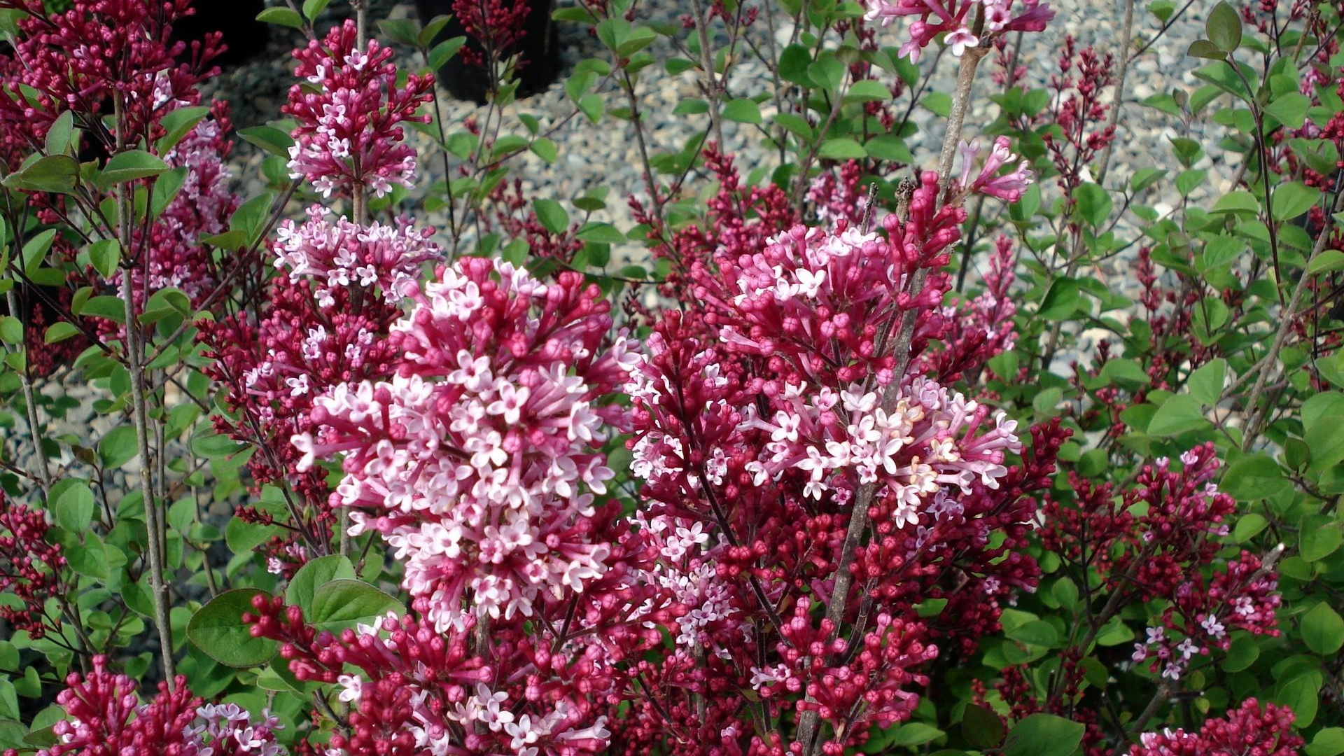Pink Flowers With Green Leaves. Wallpaper in 1920x1080 Resolution