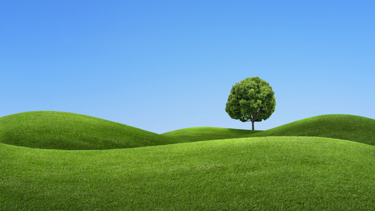 Árbol Verde en el Campo de Hierba Verde Bajo un Cielo Azul Durante el Día. Wallpaper in 1280x720 Resolution