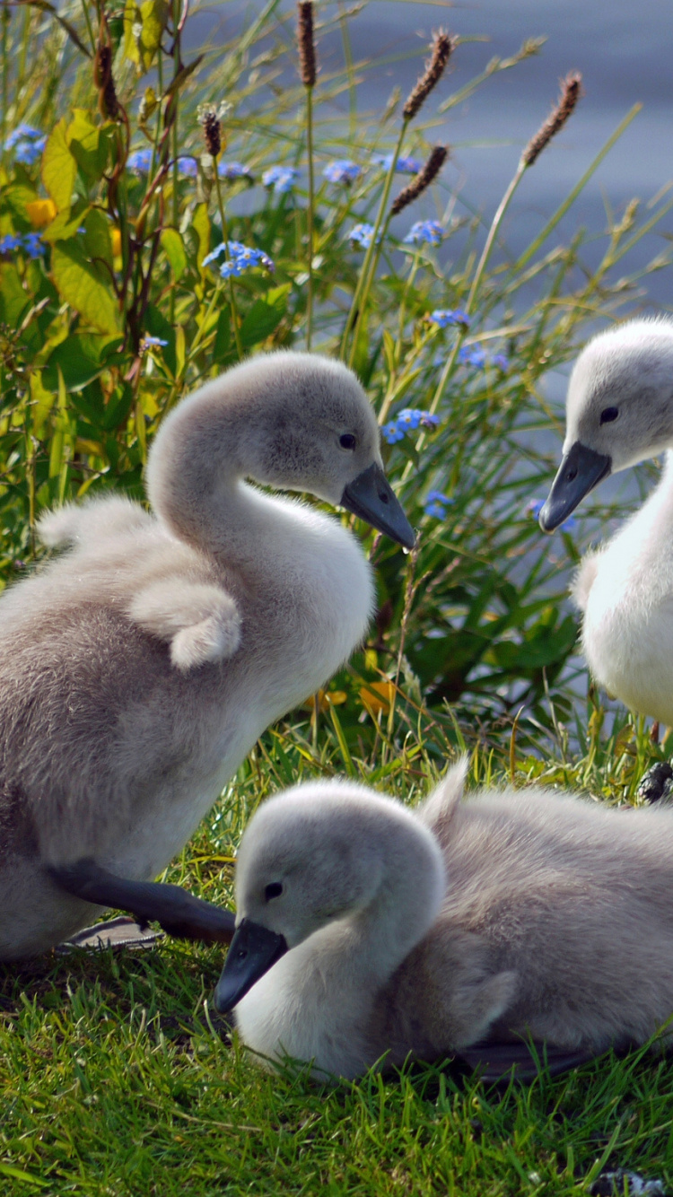 Cygne Blanc Sur L'herbe Verte Pendant la Journée. Wallpaper in 750x1334 Resolution
