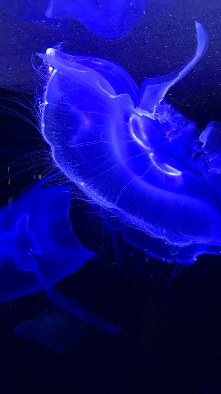 Jellyfish, Marine Biology, Marine Invertebrates, Blue, Electric Blue. Wallpaper in 720x1280 Resolution