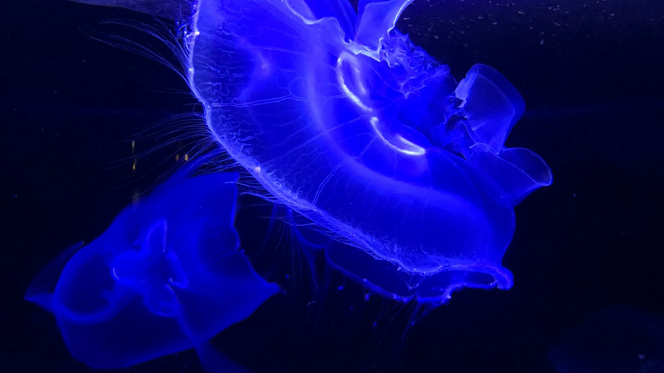 Las Medusas, Biología Marina, Invertebrados Marinos, Azul, Luz. Wallpaper in 1366x768 Resolution