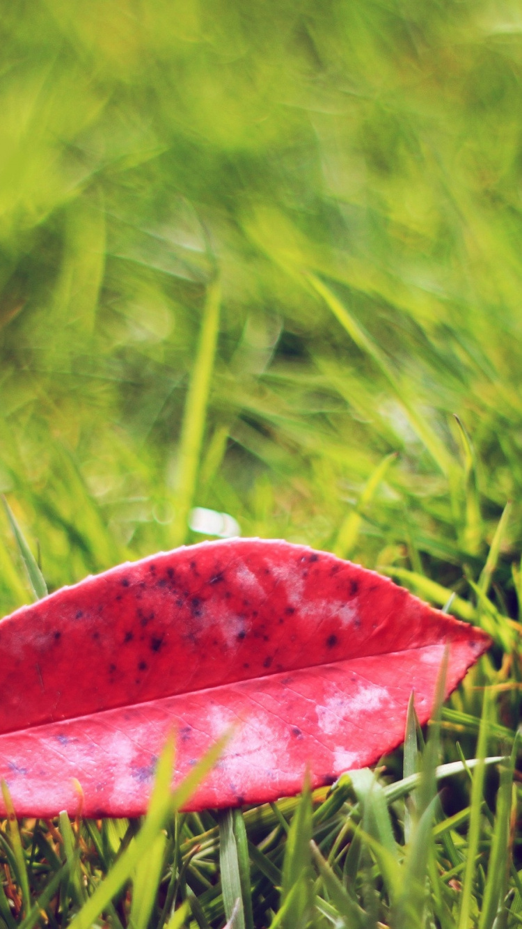 Red Leaf on Green Grass. Wallpaper in 750x1334 Resolution
