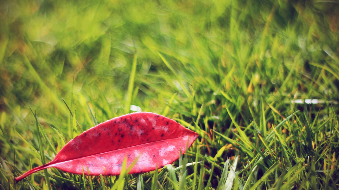 Hoja Roja Sobre Hierba Verde. Wallpaper in 1366x768 Resolution