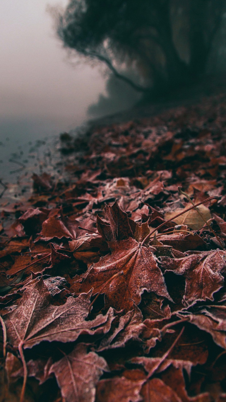 Leaf, Blog, Water, Wood, Branch. Wallpaper in 720x1280 Resolution