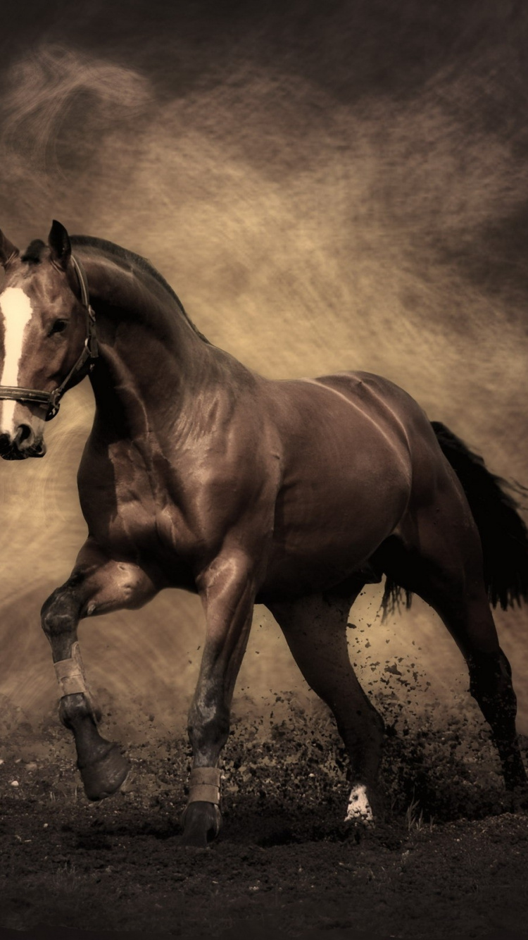 Caballo Marrón en Campo Marrón. Wallpaper in 750x1334 Resolution