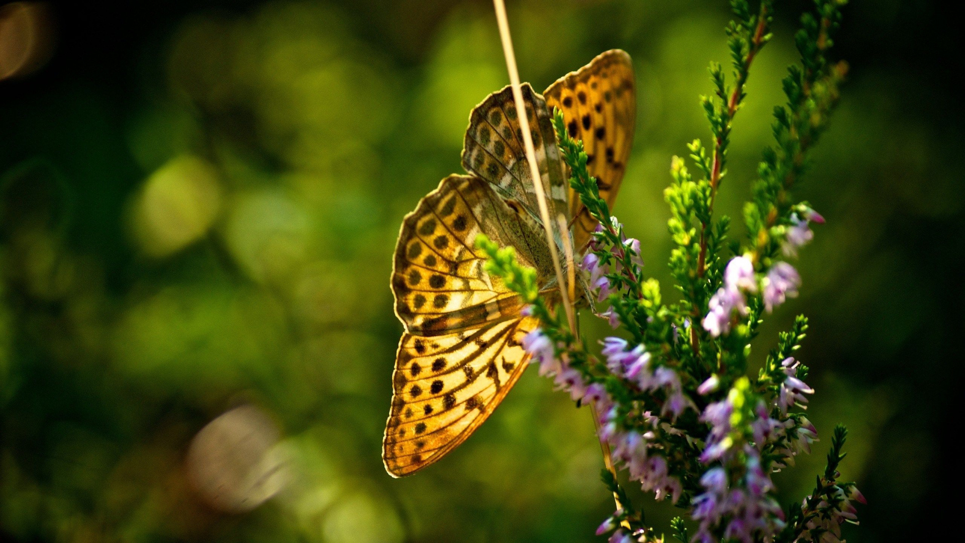 Papillon Brun et Noir Sur Fleur Violette. Wallpaper in 1920x1080 Resolution