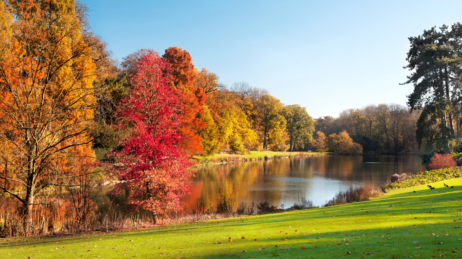 Red and Green Trees Beside River Under Blue Sky During Daytime. Wallpaper in 1920x1080 Resolution