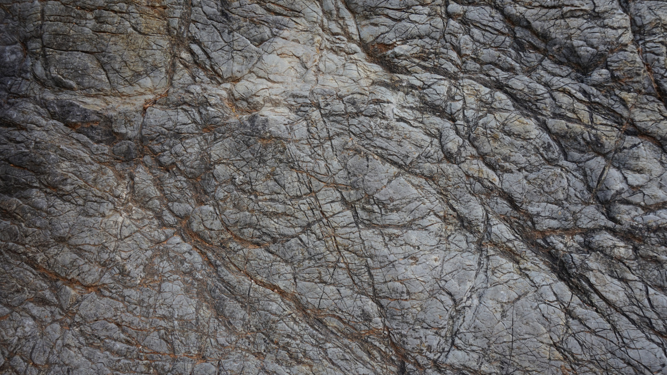 Árbol Sin Hojas Marrón Durante el Día. Wallpaper in 1366x768 Resolution