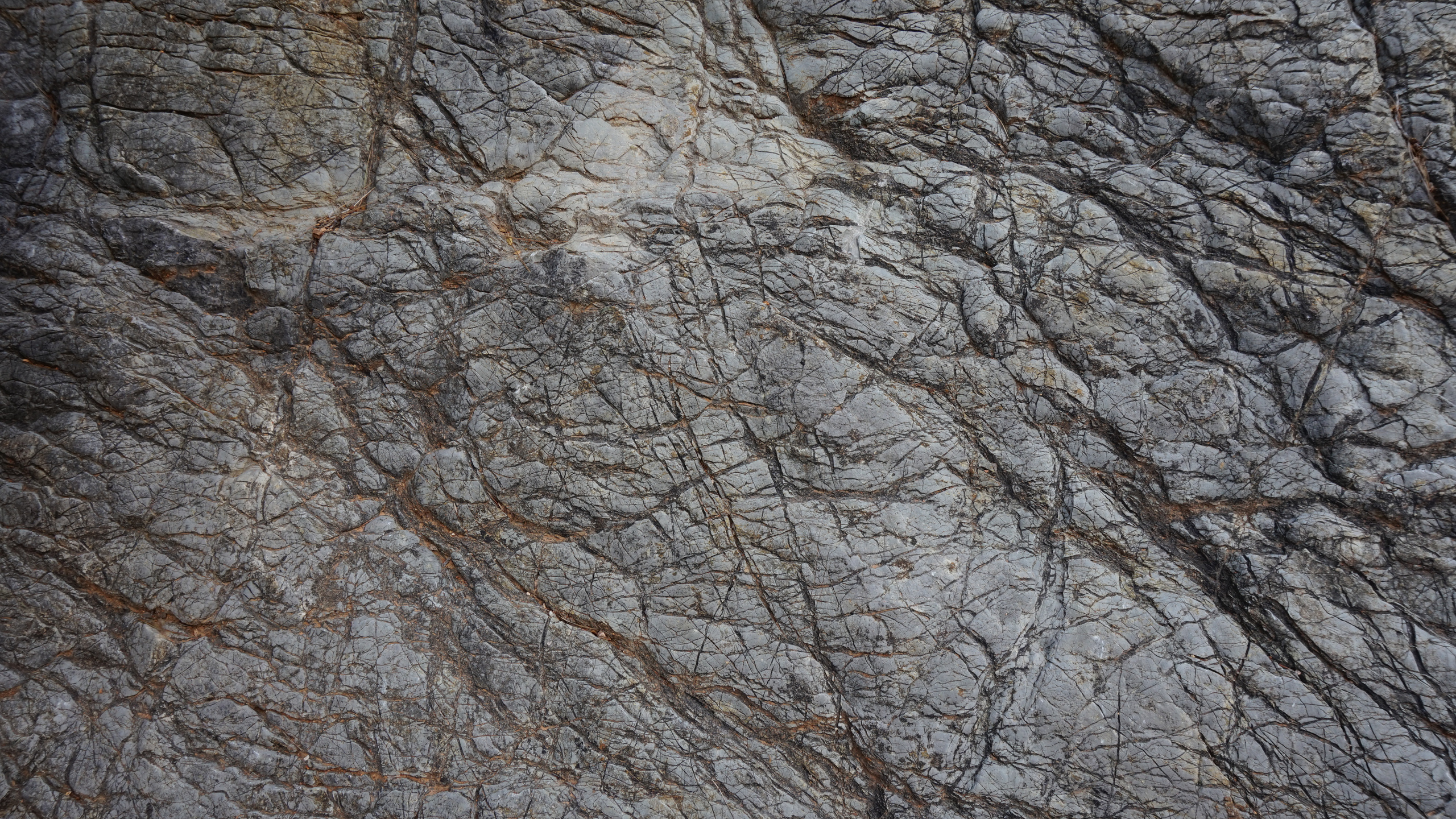 Tagsüber Brauner Kahler Baum. Wallpaper in 2560x1440 Resolution