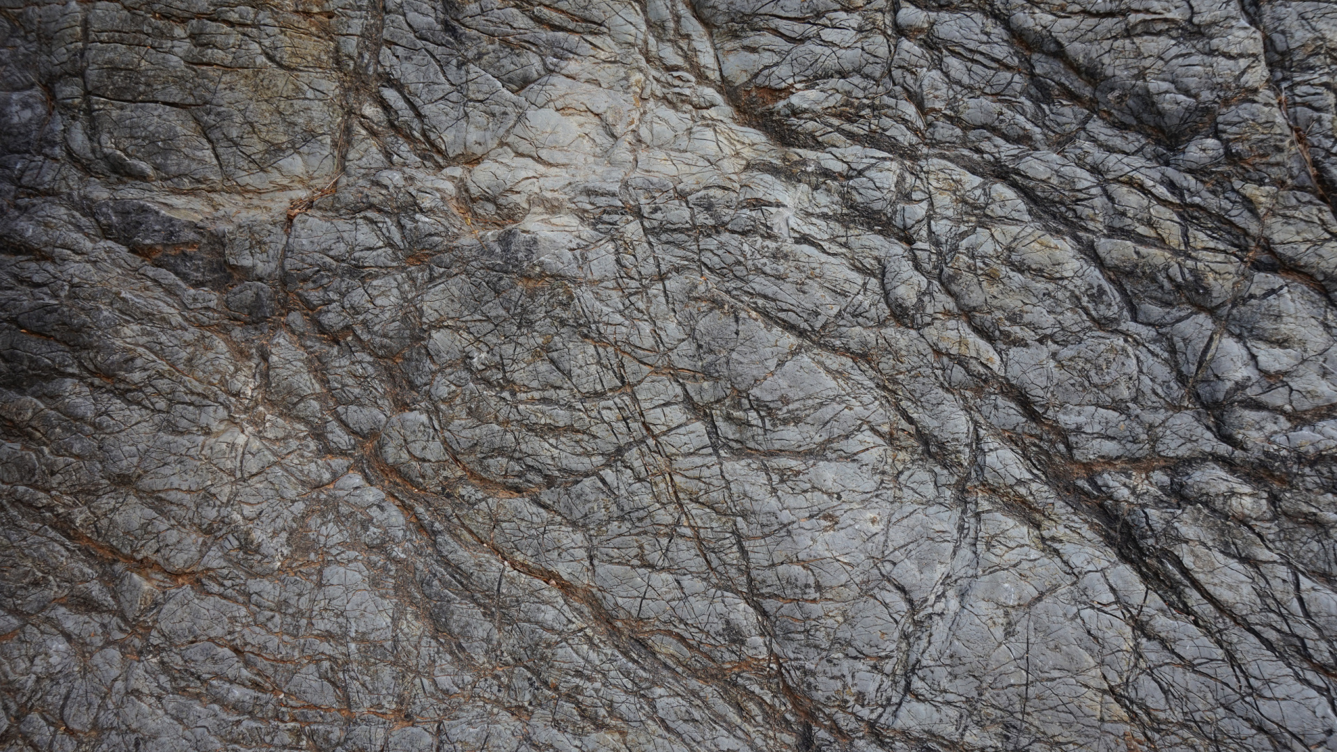 Brown Leafless Tree During Daytime. Wallpaper in 1920x1080 Resolution