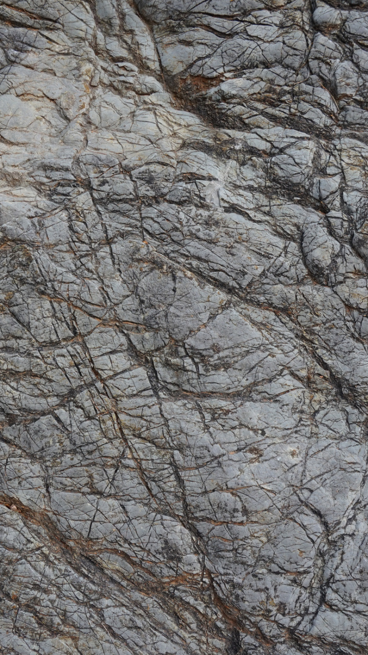 Brown Leafless Tree During Daytime. Wallpaper in 750x1334 Resolution