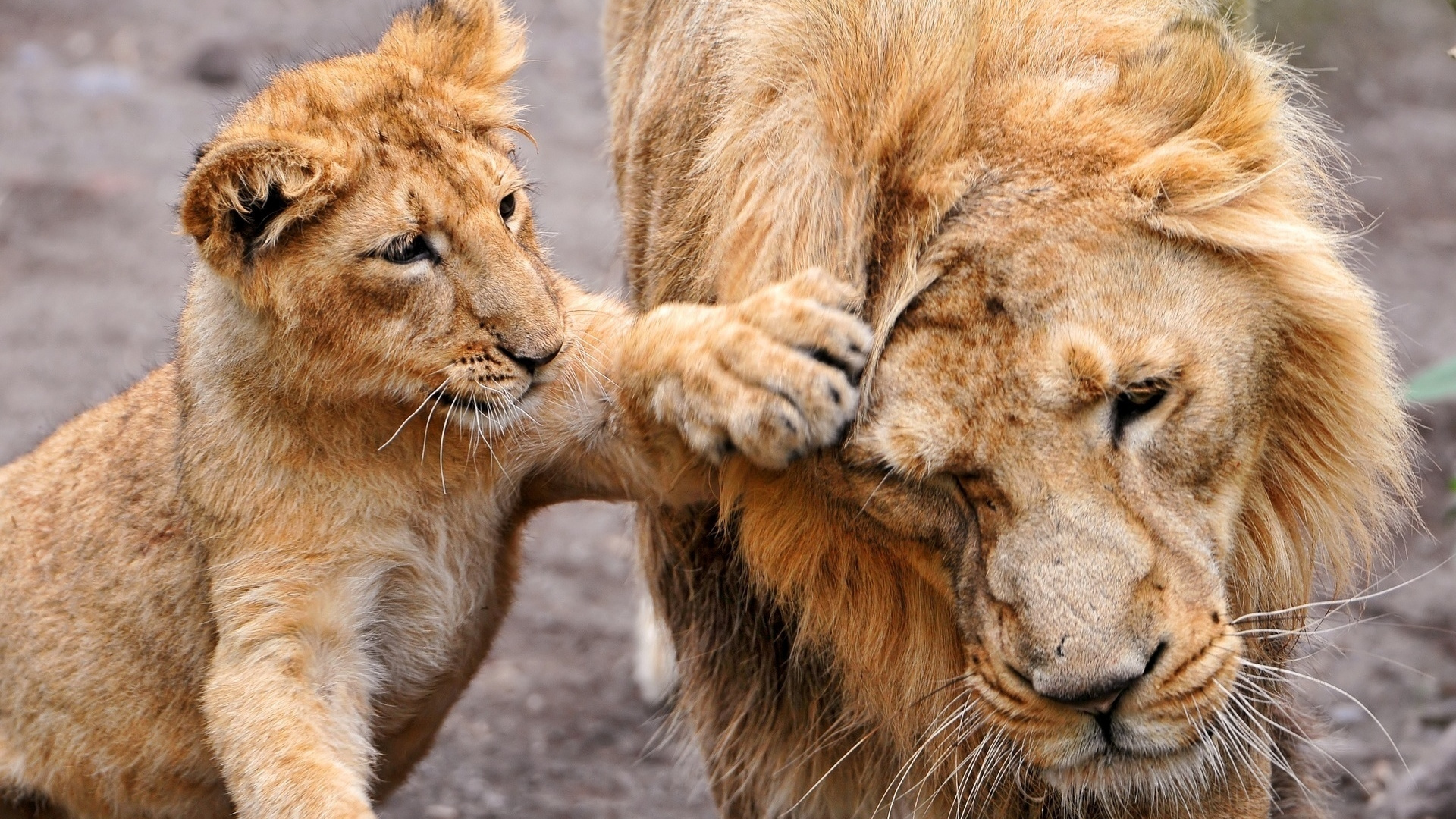 Brown Lion Cub on Gray Concrete Floor. Wallpaper in 1920x1080 Resolution