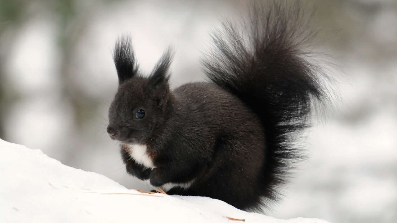Brown Squirrel on White Textile. Wallpaper in 1280x720 Resolution