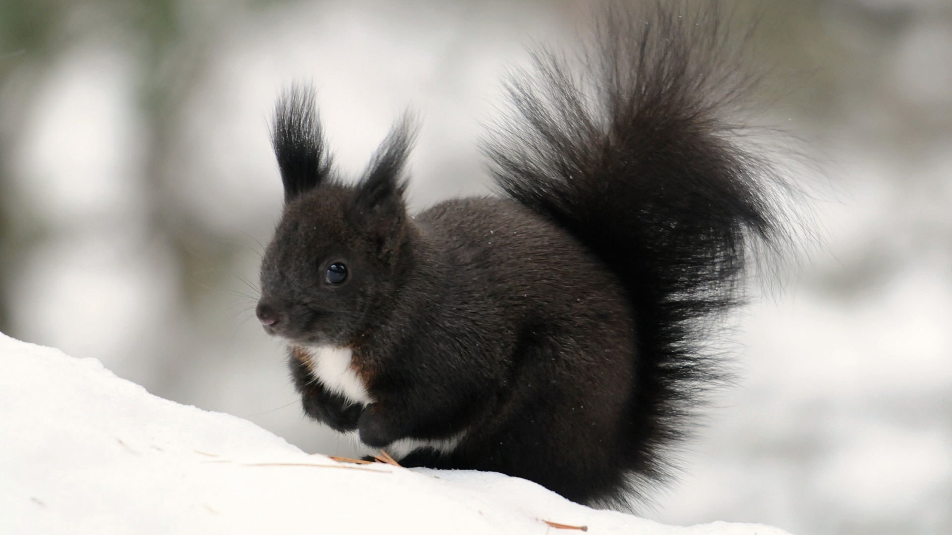 Brown Squirrel on White Textile. Wallpaper in 1920x1080 Resolution