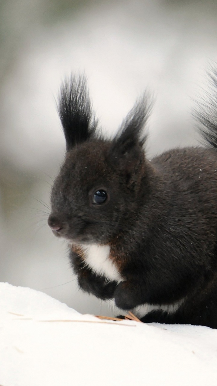 Brown Squirrel on White Textile. Wallpaper in 720x1280 Resolution