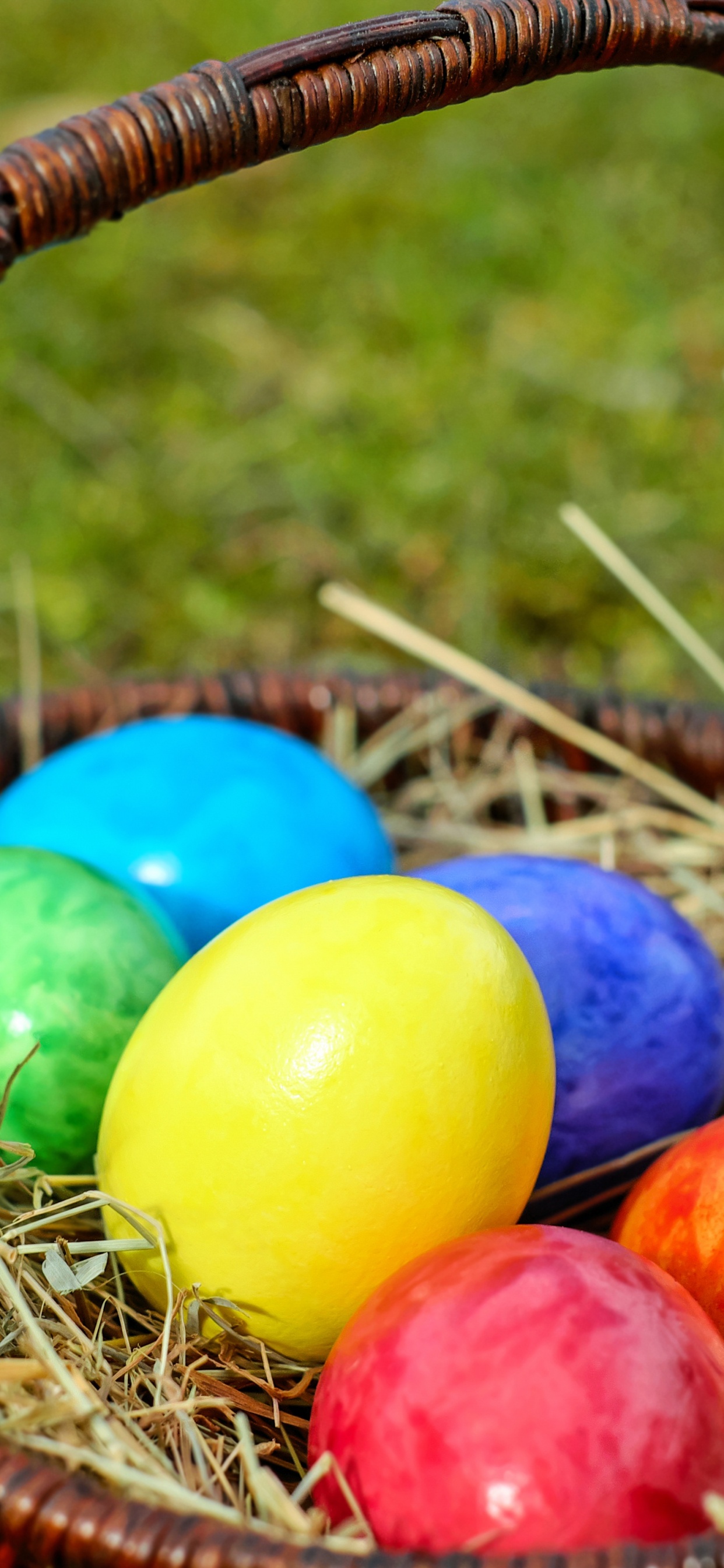Easter Bunny, Egg Hunt, Easter Egg, Holiday, Egg. Wallpaper in 1242x2688 Resolution