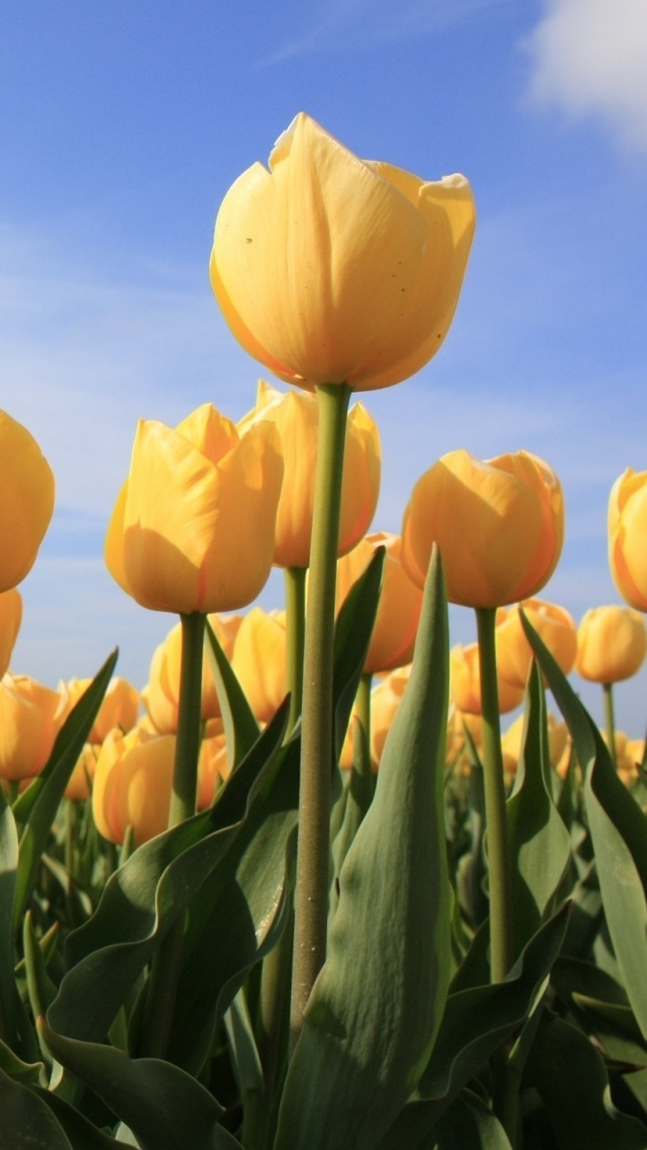 Gelbes Tulpenfeld Unter Blauem Himmel Tagsüber. Wallpaper in 720x1280 Resolution