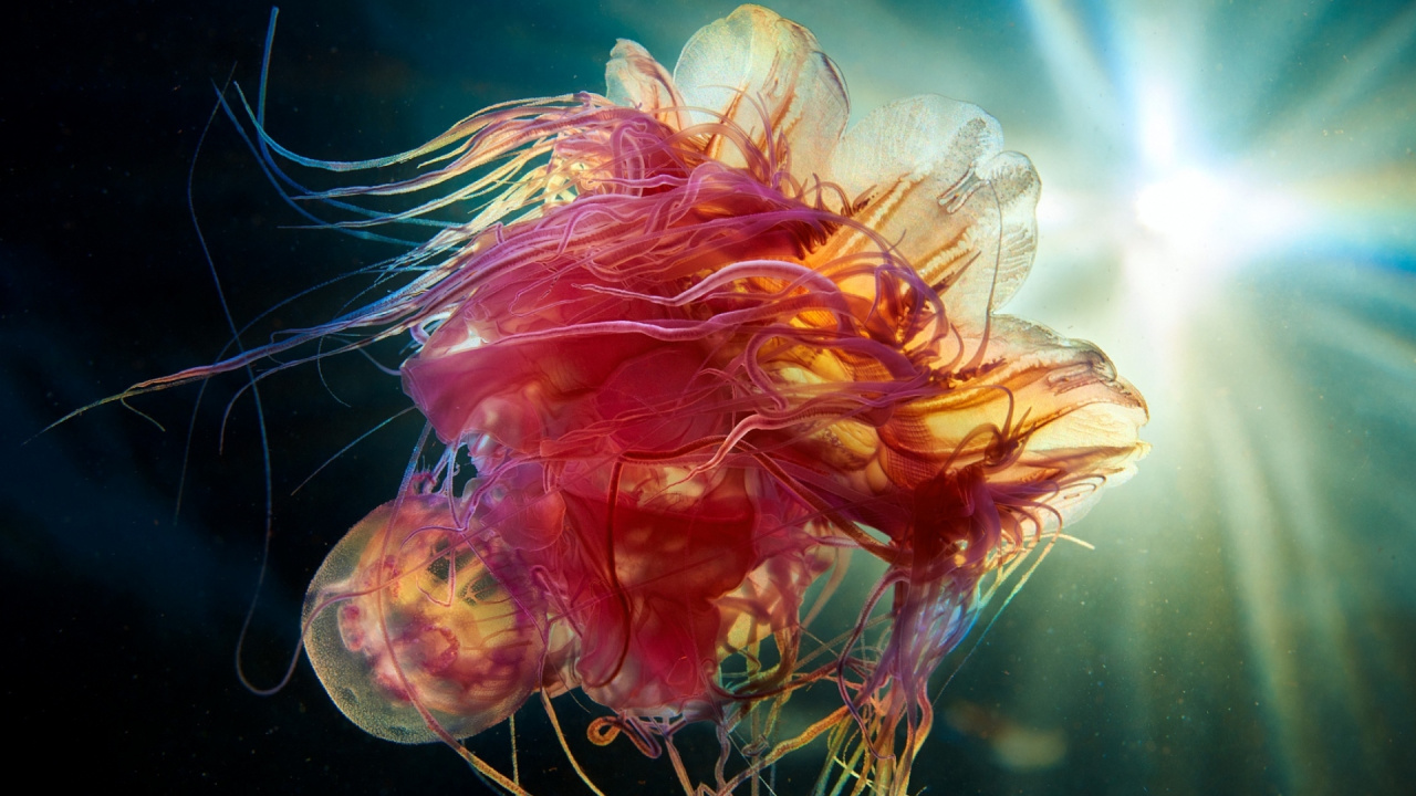 Lenovo Thinkpad x1 Yoga 4ème Génération, Lenovo Thinkpad x1 Yoga 2019, Lenovo, Yoga Lenovo, Wqhd. Wallpaper in 1280x720 Resolution