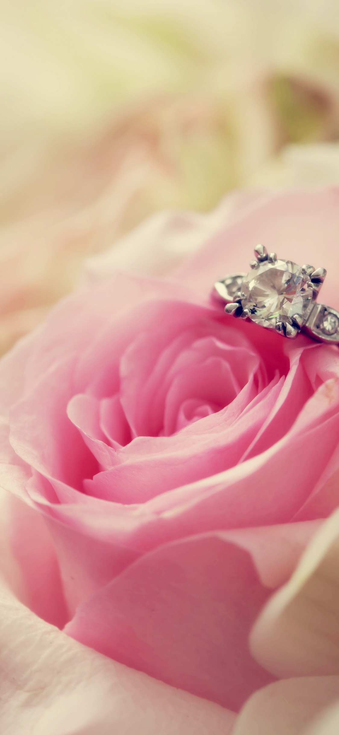 Rosa Rosa en Flor Fotografía Macro. Wallpaper in 1125x2436 Resolution