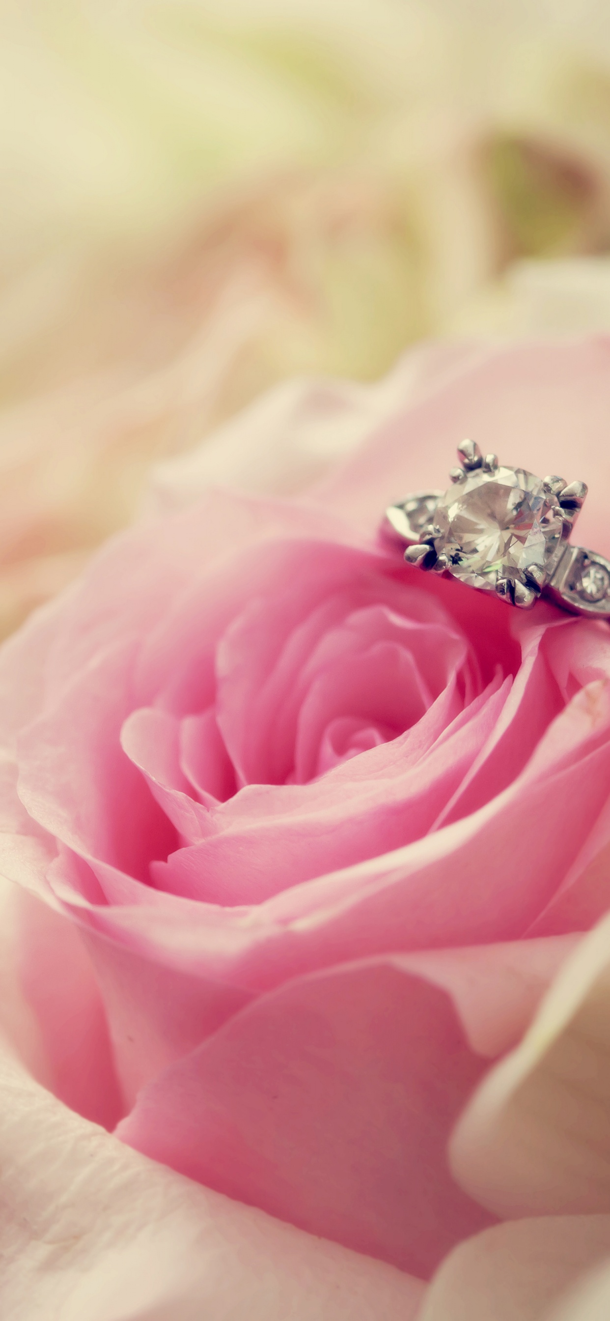 Pink Rose in Bloom Macro Photography. Wallpaper in 1242x2688 Resolution