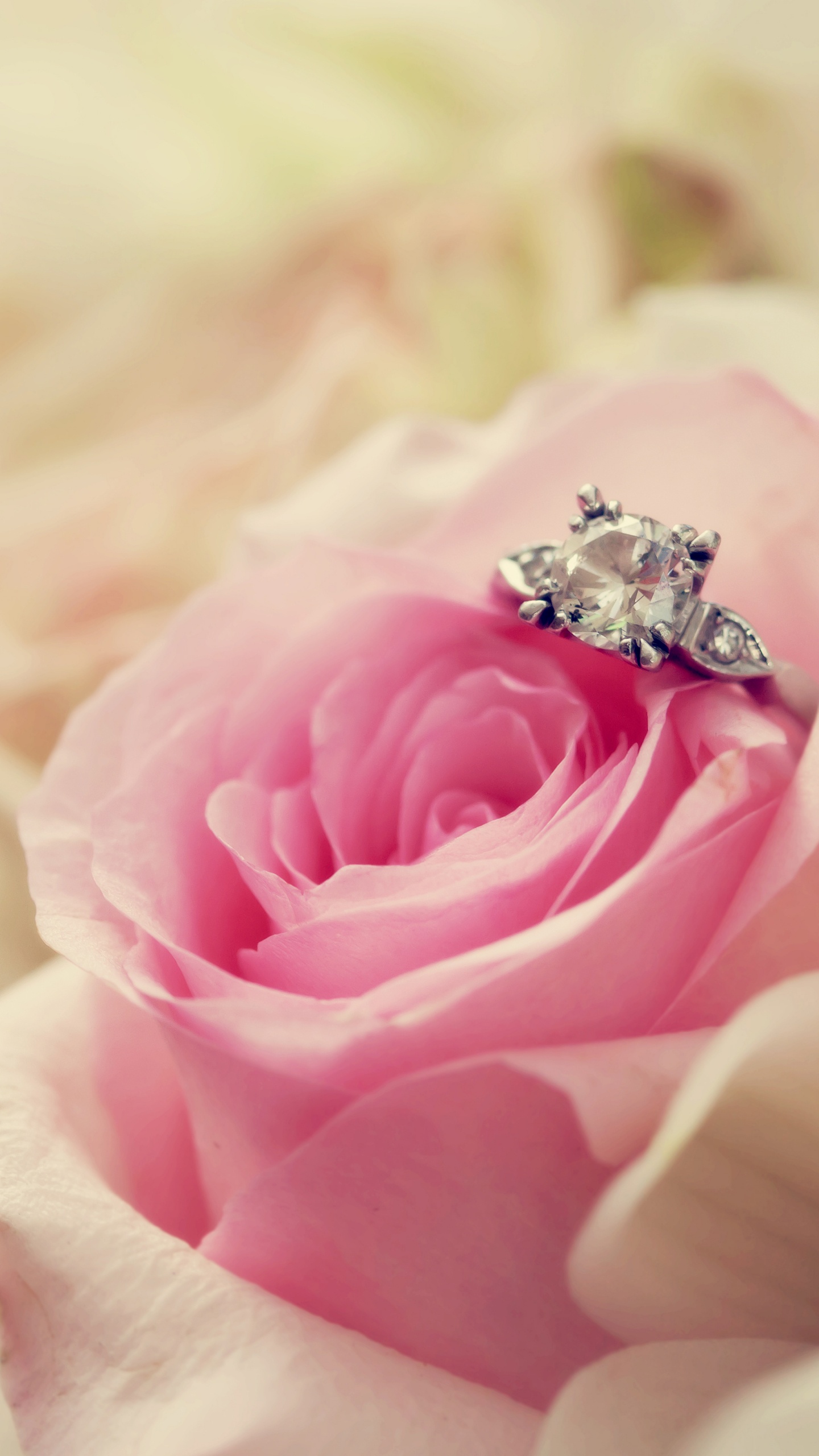 Pink Rose in Bloom Macro Photography. Wallpaper in 1440x2560 Resolution