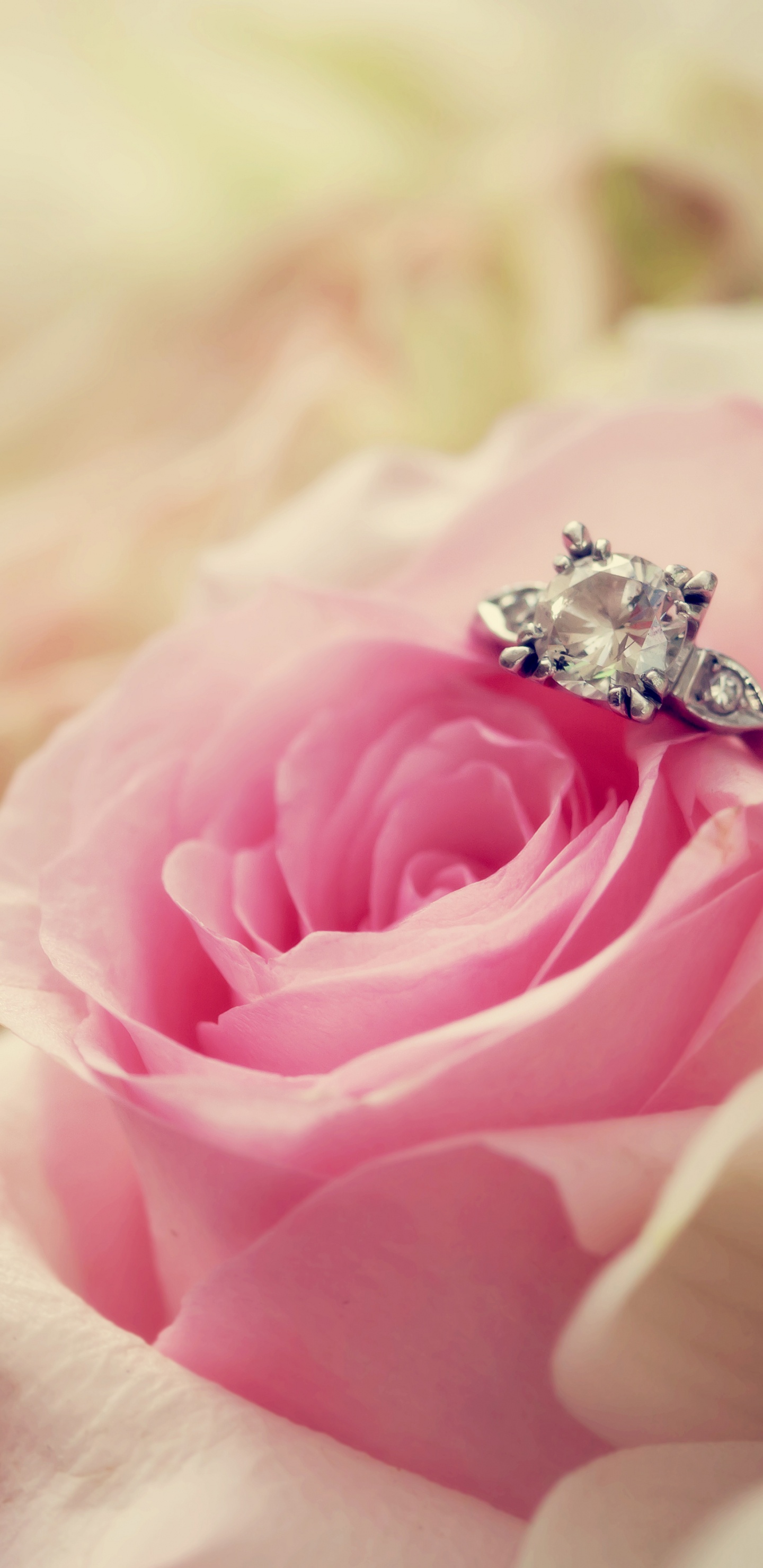 Pink Rose in Bloom Macro Photography. Wallpaper in 1440x2960 Resolution