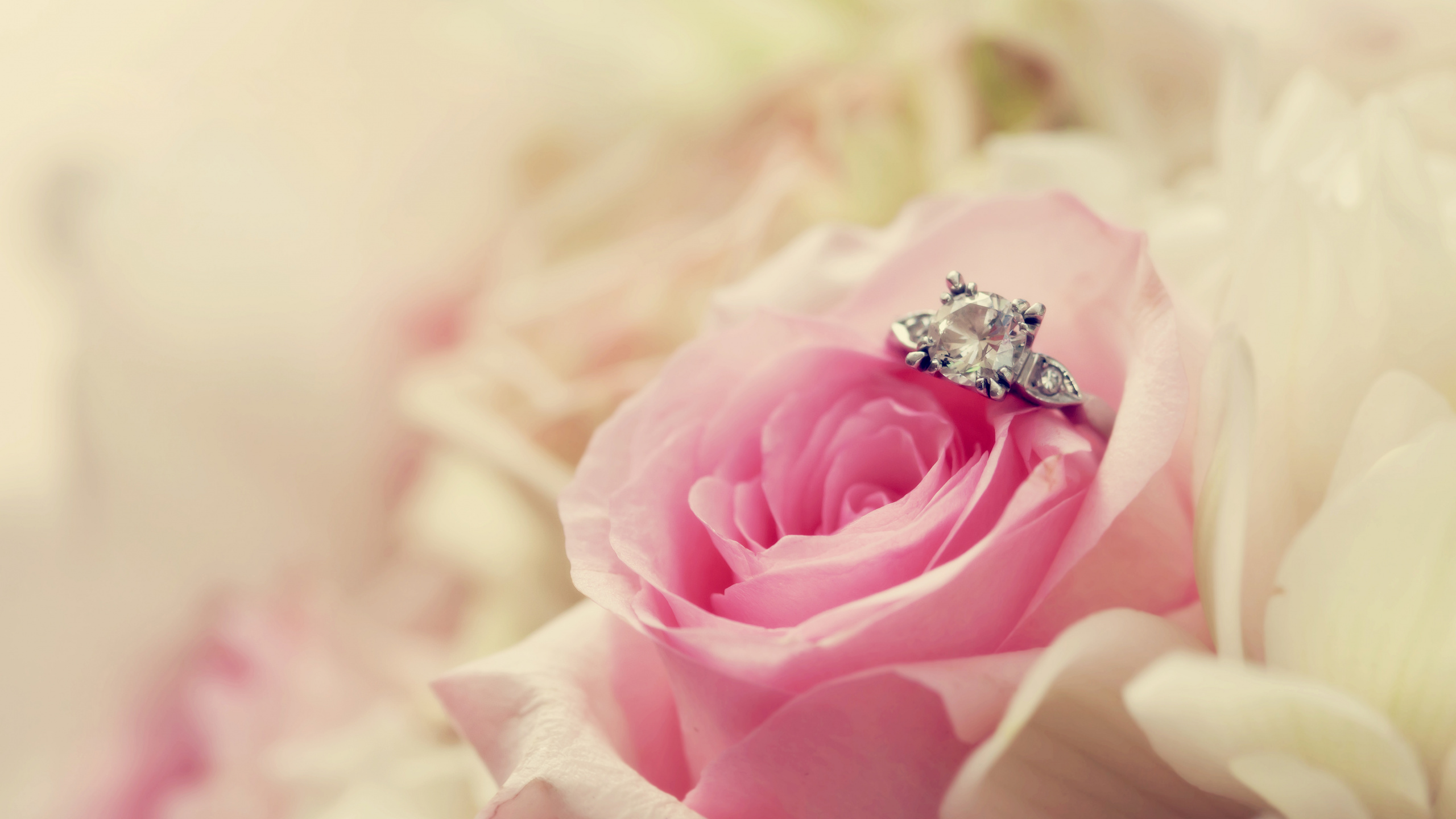 Pink Rose in Bloom Macro Photography. Wallpaper in 2560x1440 Resolution