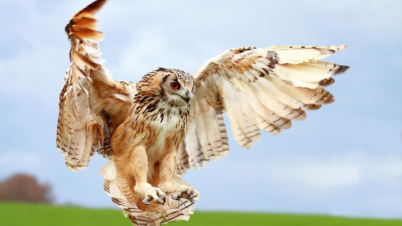 Chouette Brune et Blanche Volant Pendant la Journée. Wallpaper in 1366x768 Resolution
