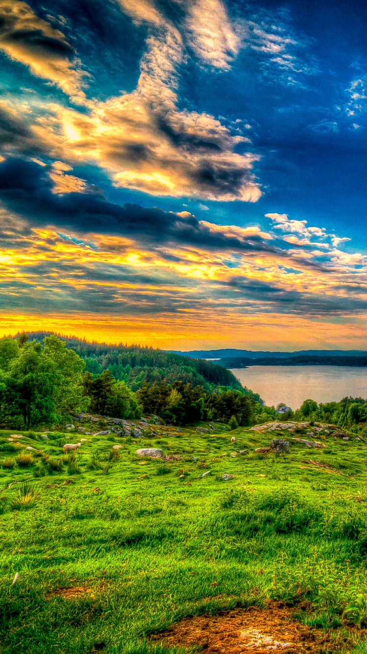 Campo de Hierba Verde Bajo un Cielo Azul Durante el Día. Wallpaper in 750x1334 Resolution