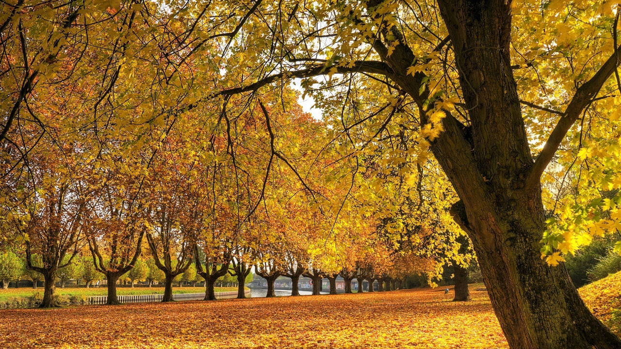 Yellow and Brown Trees on Brown Grass Field During Daytime. Wallpaper in 1280x720 Resolution